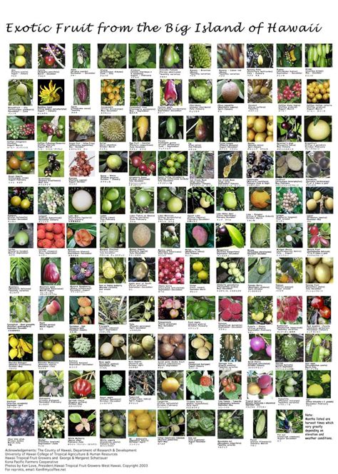 26 Best Fruits Of Bangladesh Images On Pinterest Fruit Veggies And Mango