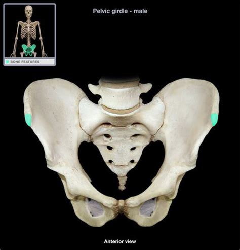 Kinesiology Quiz Joints Hip Flashcards Quizlet