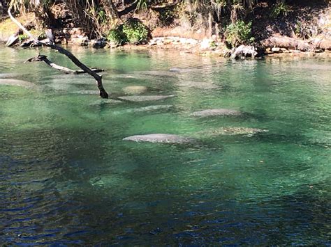 Manatees At Blue Spring State Park - Florida Travel News, Review, Tips ...