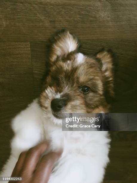 Belly Rub Animal Photos and Premium High Res Pictures - Getty Images