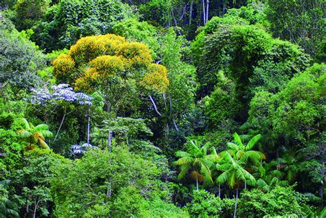 Dia Mundial da Mata Atlântica Portal Diário do Aço