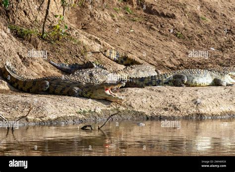 Nile Crocodiles Hi Res Stock Photography And Images Alamy