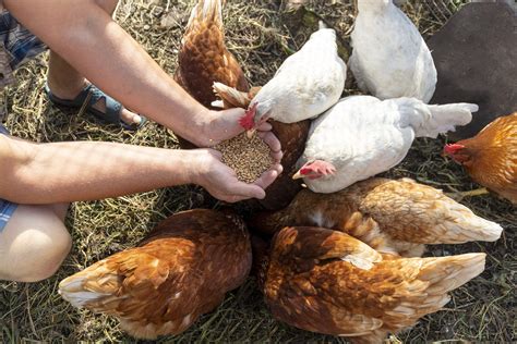 Que Mangent Les Poules Focus Sur L Alimentation Des Poules Pondeuses