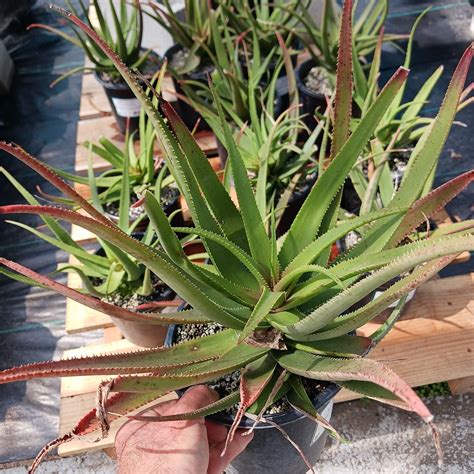 Aloe Fairy Pink 1ga Dryoasisplants