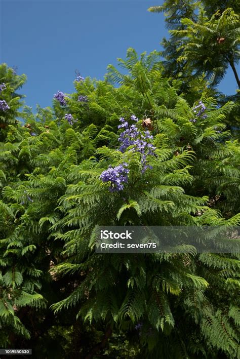 Jacaranda Mimosifolia Stock Photo Download Image Now Backgrounds