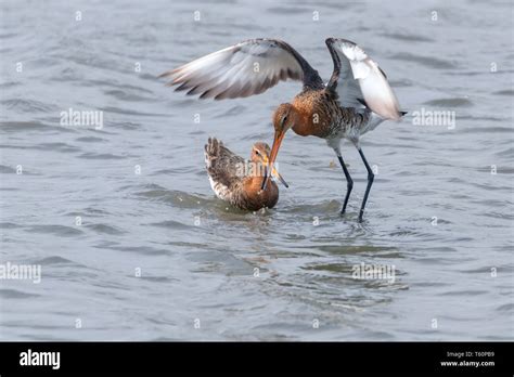 Black Tailed Godwit Limosa Limosa Wader Birds Foraging In Shallow