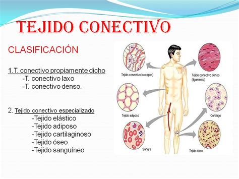 Biologìa Tejido Conectivo