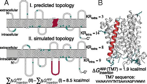 Interplay Between Hydrophobicity And The Positive Inside Rule In