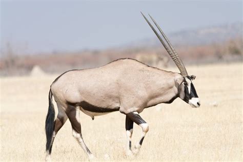 Oryx antelope | Animals, Jungle animals, List of animals