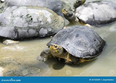 Tortue D Eau Douce Image Stock Image Du Marais Reptile 32155509