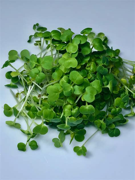 Arugula Microgreens » Green Thumb Growers TT