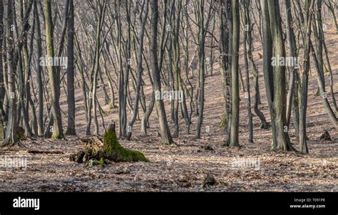 Hoia Baciu Forest Worlds Most Haunted Forest With A Reputation For