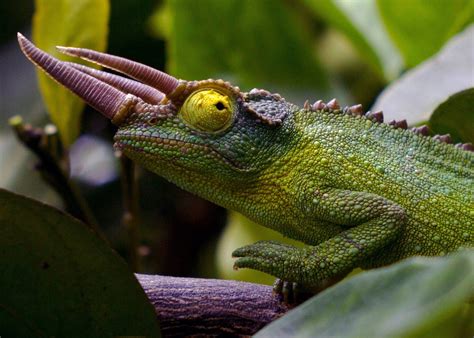 7 Signs That Your Chameleon Is Dying How To Help Reptile Craze