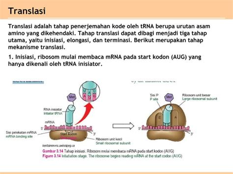 Bab 3 Substansi Genetik Kelas Xii Ipa Ppt