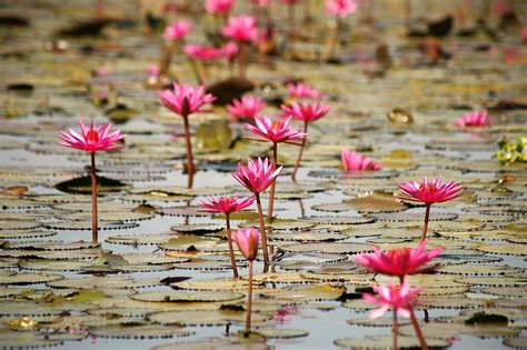 Rosa Seerose Auf Dem Wasser Bild Kaufen Living Media