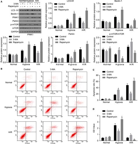 3MA Inhibits H Rinduced Mitochondrial Autophagy To Inhibit Apoptosis