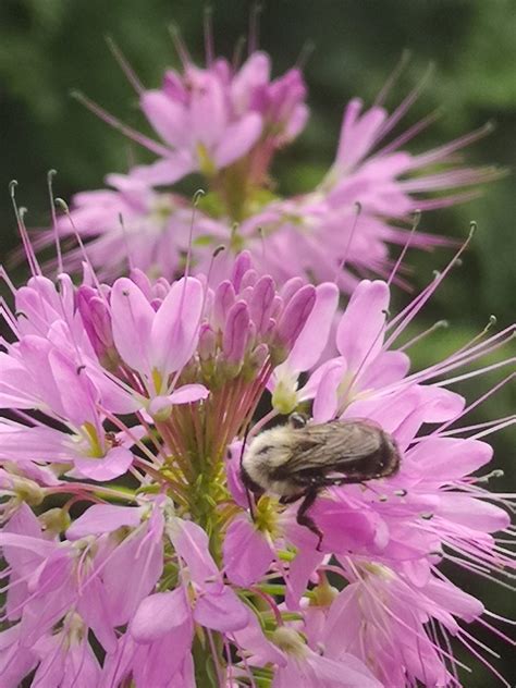 Bee Visiting Cleome Oznor Karen Hine Flickr