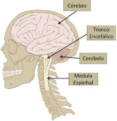 Sistema Nervoso Central Resumo Anatomia E Rg Os Toda Mat Ria