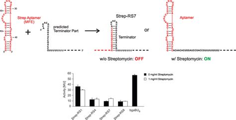 Design And Activity Test Of Synthetic Streptomycin Riboswitches