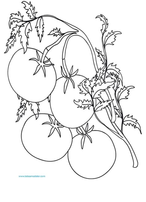 Coloriage D Une Branche De Tomates Sur T Te Modeler