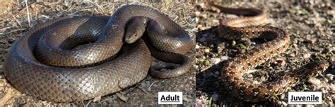 Common Snakes Found In Botswana Bird Watching Hq