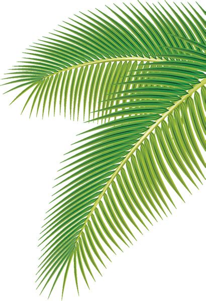 Set of green palm leaves vector Free vector in Adobe Illustrator ai ( .ai ) vector illustration ...