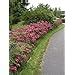 10 X Spiraea Japonica Anthony Waterer Hecke Winterhart Rote