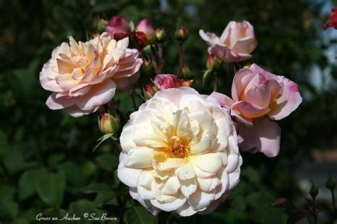 Plantfiles Pictures Floribunda Hybrid Tea Polyantha Rose Gruss An Aachen Rosa By Calif Sue