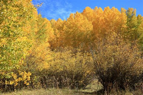 Beautiful Aspen Trees Of Colorado With Golden Leaves Against A Blue Sky