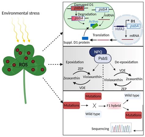 Antioxidants Free Full Text Molecular Regulation And Evolution Of