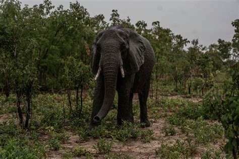 La Poblaci N De Elefantes Africanos Se Estabiliza Gracias A Las Reas