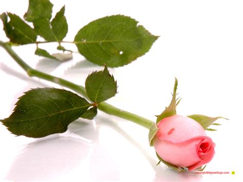 Love Messages Quotes Images Pictures Poems Wallpapers Valentine Flowers