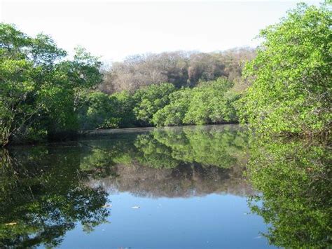 12 Manfaat Hutan Mangrove Bagi Kehidupan Manusia Id