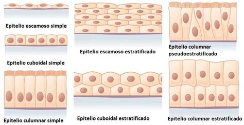 Tejido Epitelial Funci N Tipos Clasificaci N