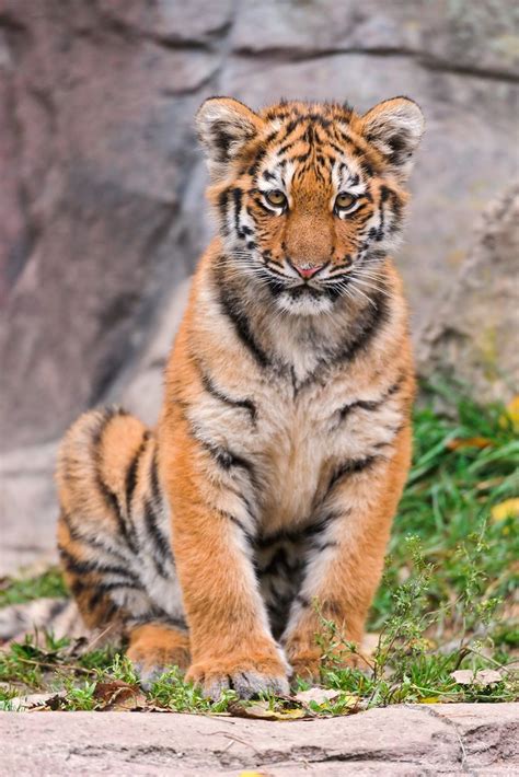 Adorable Siberian Tiger Cubs