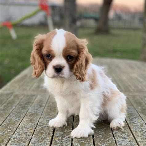 Teddy Chien Cavalier King Charles à l adoption Bréval Pet Adoption