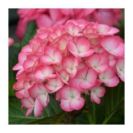 Hortensja Ogrodowa Saxon Gr Fin Cosel Hydrangea Macrophylla Albamar