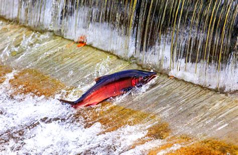 Coho Salmon - Description, Habitat, Image, Diet, and Interesting Facts