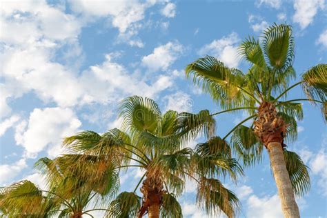 El Verano Es En Pleno Rendimiento Palmeras Verdes Contra El Cielo Azul