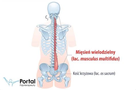 Mięsień wielodzielny Portal Fizjoterapeuty