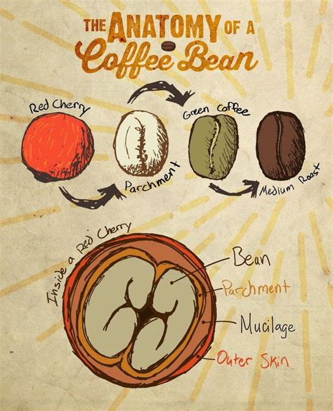 Anatomy Of A Coffee Bean Gourmetcoffee Coffee Beans Percolator Coffee Coffee Roasting