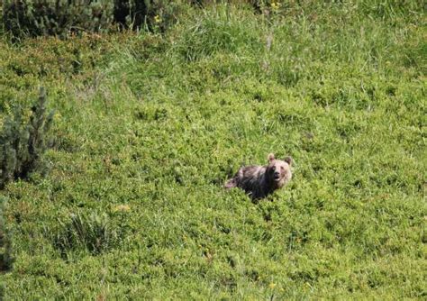 Hautes Tatras Randonnée d observation des ours en Slovaquie