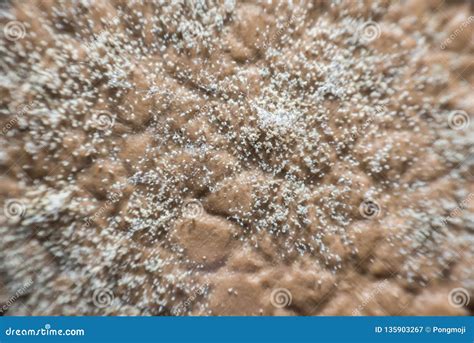 Mold Spores Grown On The Skin Of The Leather Stock Image Image Of