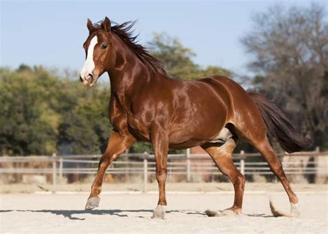 Cores De Cavalo Quarto De Milha Braincp