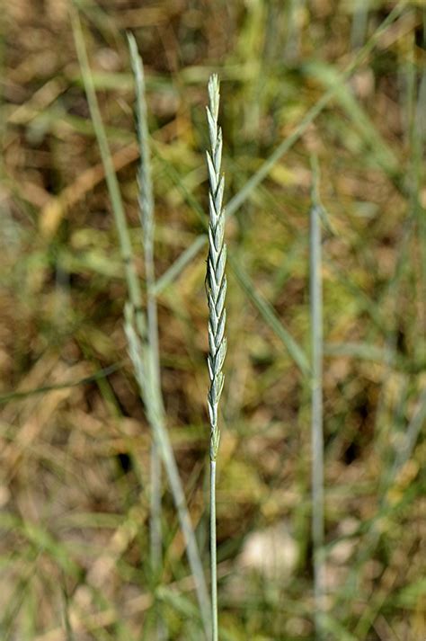 Kriech Quecke Elymus Repens NGID1016182421 Naturgucker De