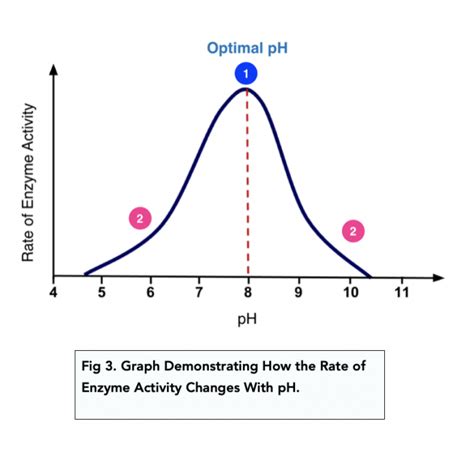 Enzymes Rates Of Reaction A Level Biology Study Mind