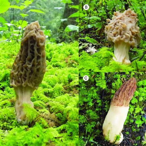 Ascocarpos De Morchella Tridentina Bres En El Rea De Estudio