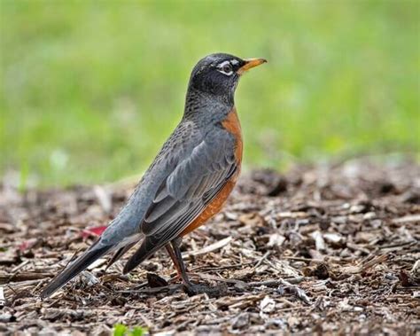 17 Birds That Eat Grasshoppers (Feast for the Feathered!)