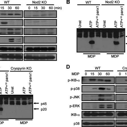 Nod But Not Cryopyrin Is Required For Mrna Il Expression In