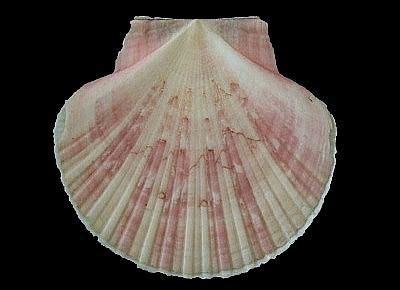 Euvola Ziczac Shells Gulf Coast Mollusks